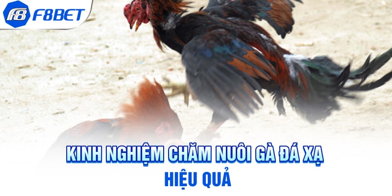 Kinh nghiệm chăm nuôi gà đá xạ hiệu quả