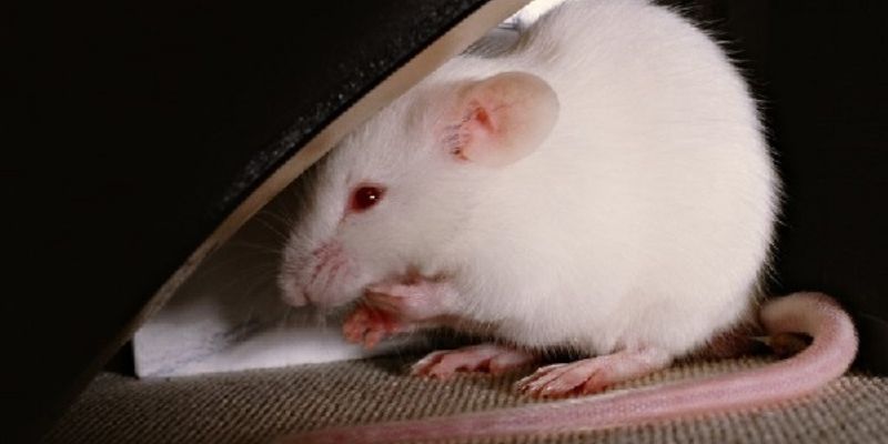 Giải mã chi tiết nằm mơ thấy chuột đánh số mấy 